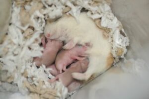 Cuidados à Gestante TLDR;  Meu hamster está grávido ou apenas redondo? OK, meu hamster está definitivamente grávido.  E agora? Guia passo a passo para cuidar de uma hamster grávida Referências: