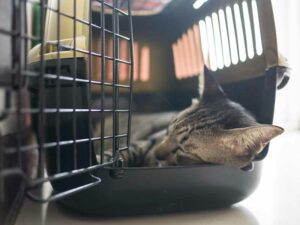 Caixa treinando seu gato |  Blog veterinário de cuidados com gatos de vinings