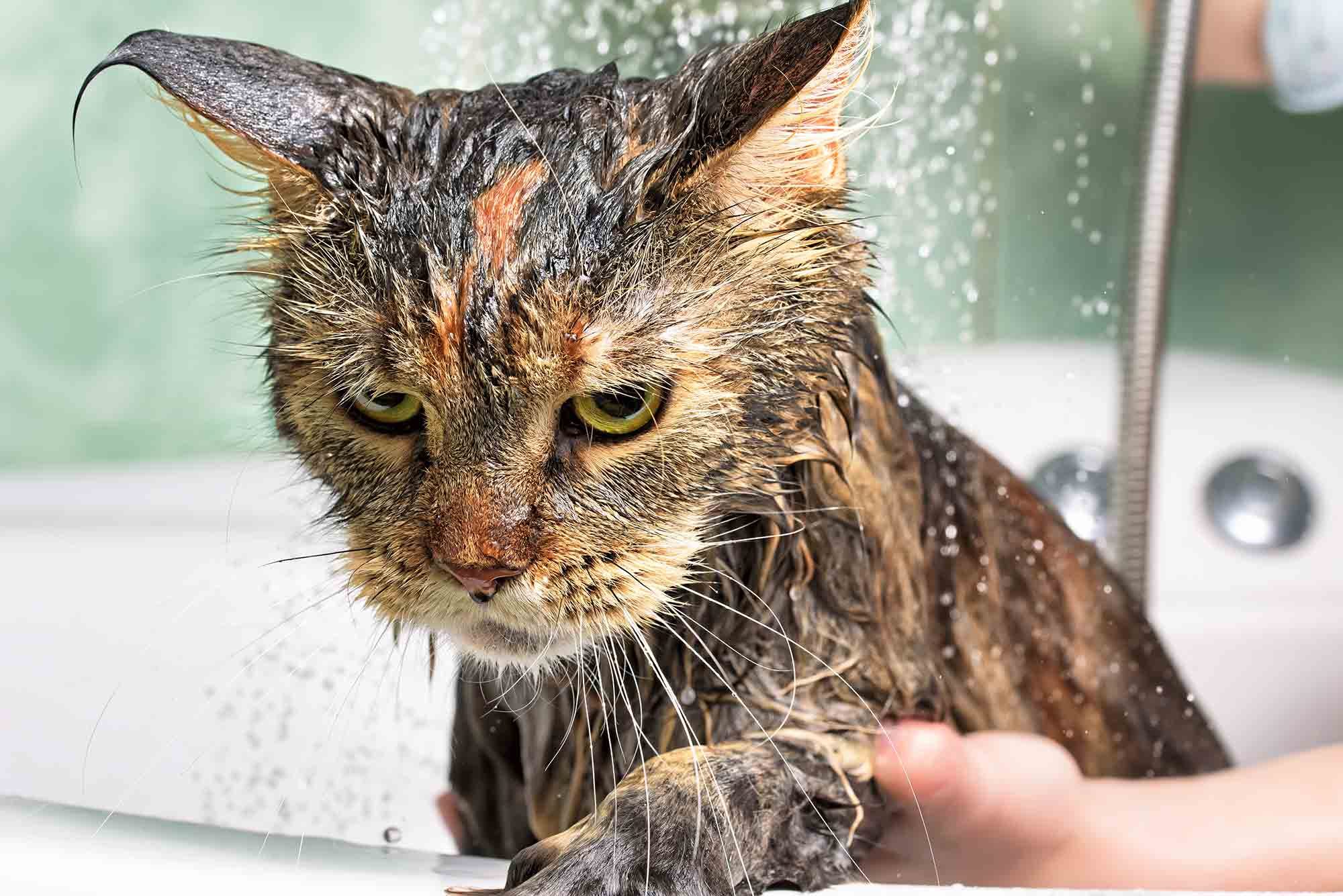 Por que, oh, por que os gatos odeiam água?