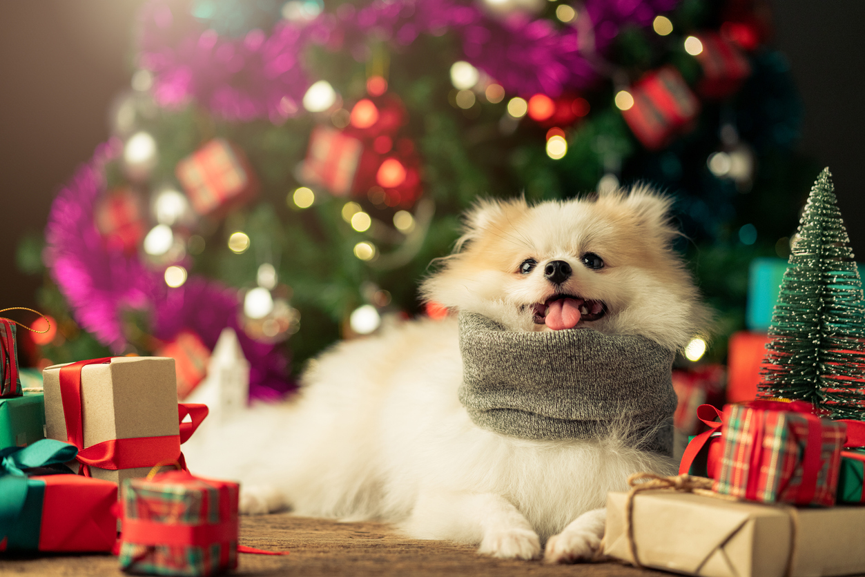 Pawsome Stocking Stuffers: 10 presentes de Natal perfeitos para seu cachorro – o blog do cachorro