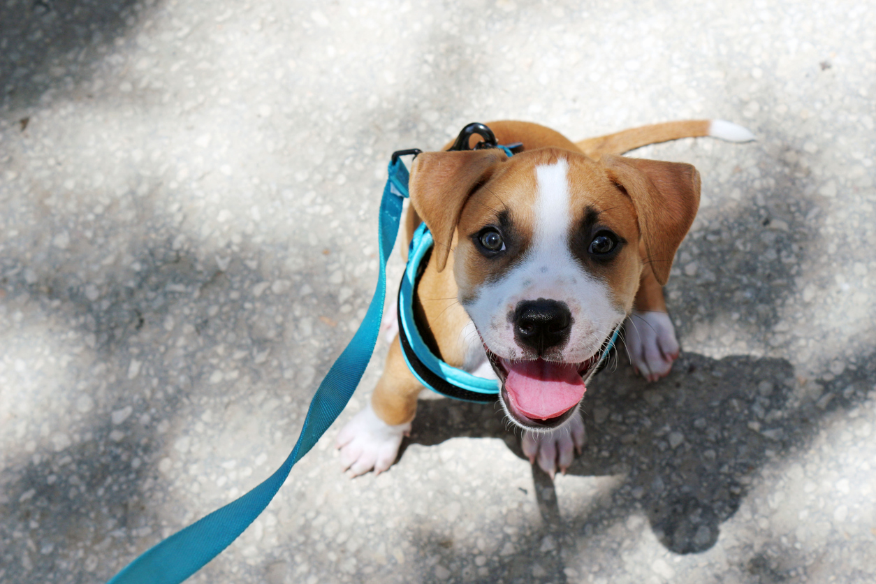 4 dicas para ensinar seu cachorro a se comportar em uma caminhada – o blog do cachorro