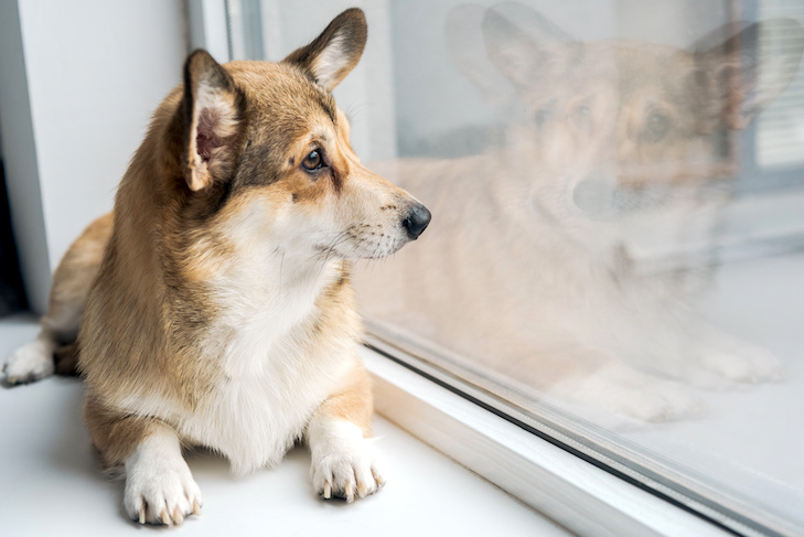 Como manter seu cachorro resfriado no calor extremo sem ar condicionado