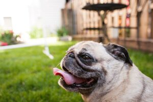 Como evitar o superaquecimento de pugs, franceses e outras raças de cara chata