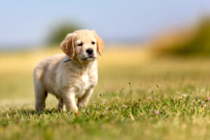 Como treinar um filhote de cachorro Golden Retriever: Cronograma de crescimento e treinamento