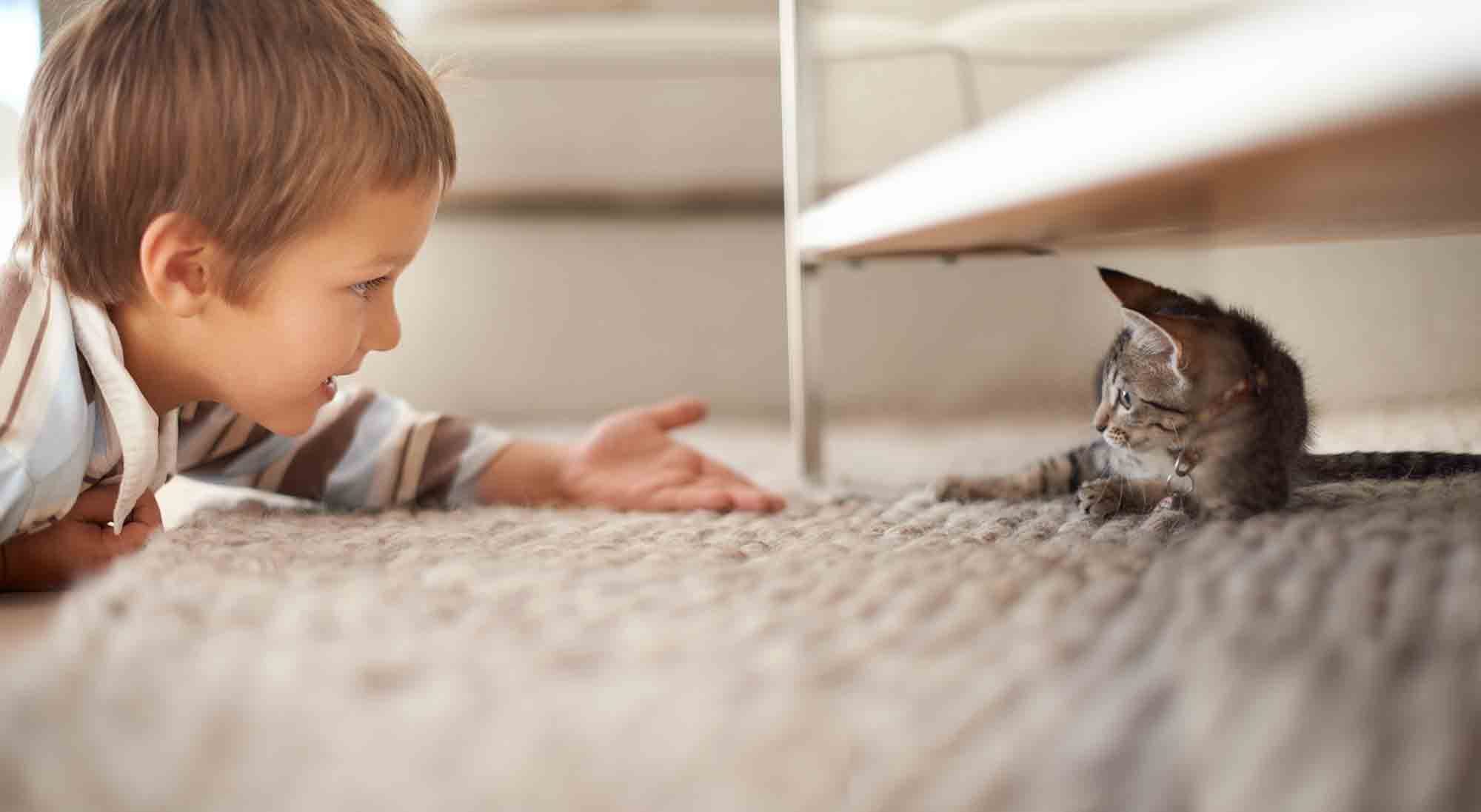 Cuidados com o gatinho: os primeiros três meses