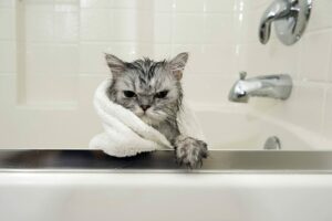 Tratamento de gatos 101: os segredos para fazer seu gato tomar banho