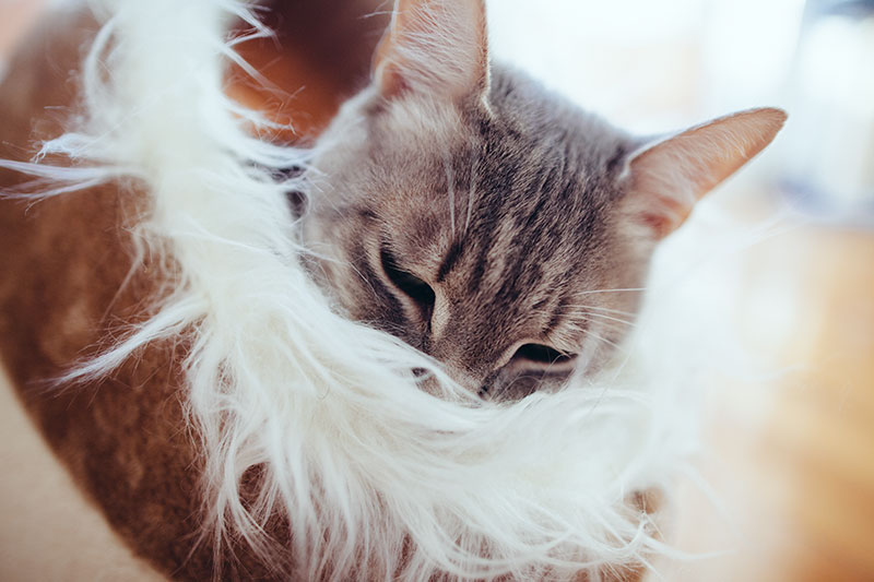 Aquecedores de camas para gatos: internos e externos, elétricos e com aquecimento automático