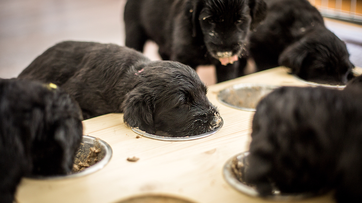 Nutrição do Filhote de Cachorro: Da Mãe à Primeira Comida – American Kennel Club