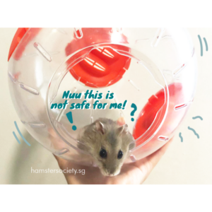 As “bolas de exercício” são boas para o seu hamster?