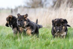 Cronograma do treinamento do filhote de cachorro para o seu cão pastor alemão: de 8 semanas a 2 anos