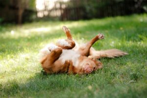 Prevenção contra pulgas e carrapatos: Por que vale a pena – American Kennel Club