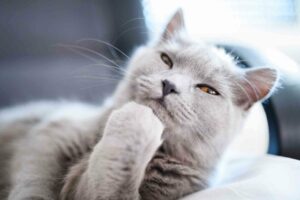 Pensamentos profundos: o que seu gato está pensando durante o dia?