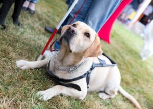 Como cães de assistência fornecem amor e serviços incondicional – Blog do cão