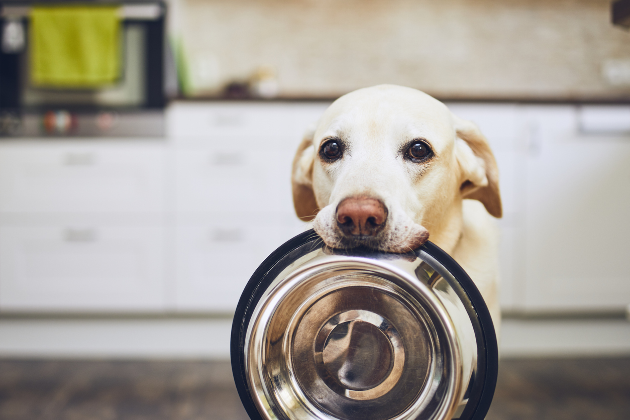 Os cães podem saborear sua comida?  – The Dog Blog