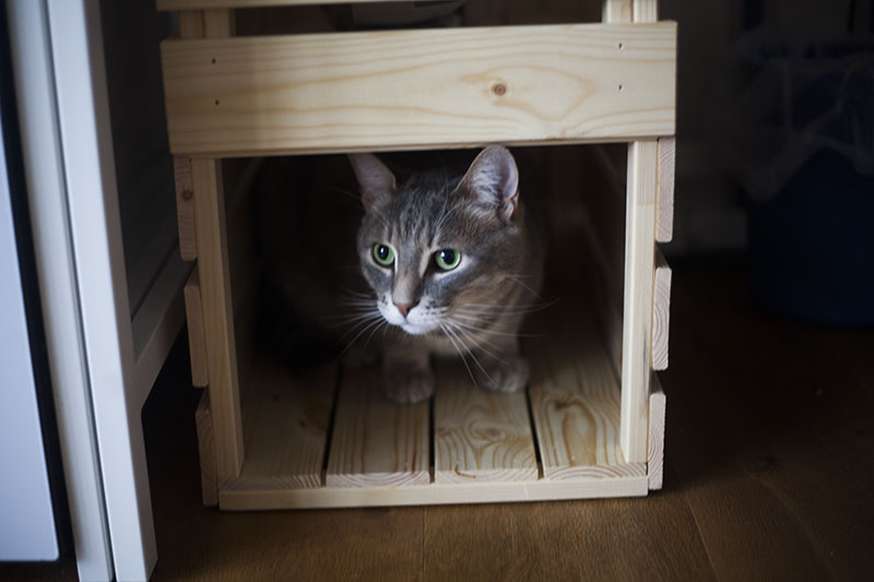 Casas internas para gatos: para tirar uma soneca, se divertir e relaxar no interior