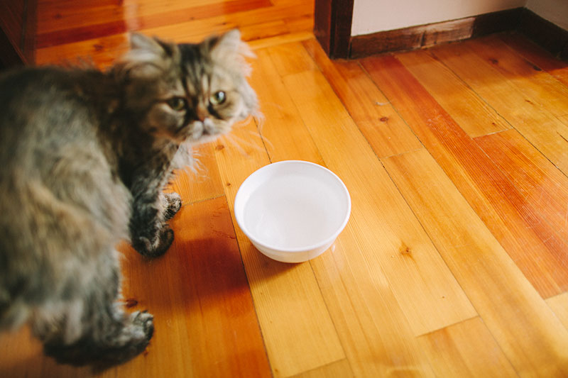 Portões para animais de estimação com portas para gatos: passagem, muito altos, independentes e muito mais