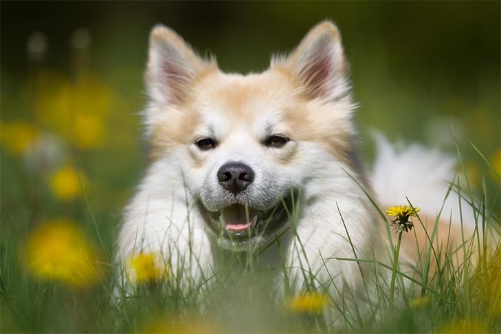 O que fazer se seu cachorro for picado por uma abelha ou vespa