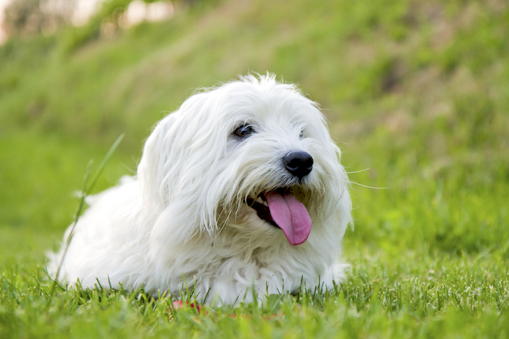 O que fazer se seu cachorro comer joaninhas