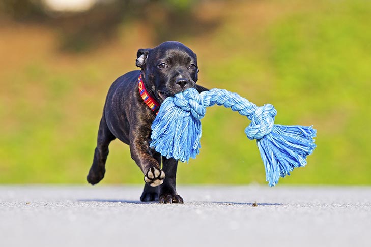 Comportamento do filhote de cachorro: cão zoomies e outros comportamentos engraçados