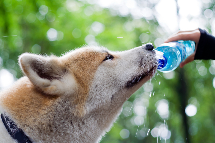 8 sinais de que seu cachorro está superaquecido (e o que você pode fazer a respeito) – The Dog Blog