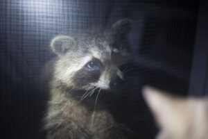 Portas para gatos à prova de guaxinins: protegendo os abrigos para gatos e sua casa