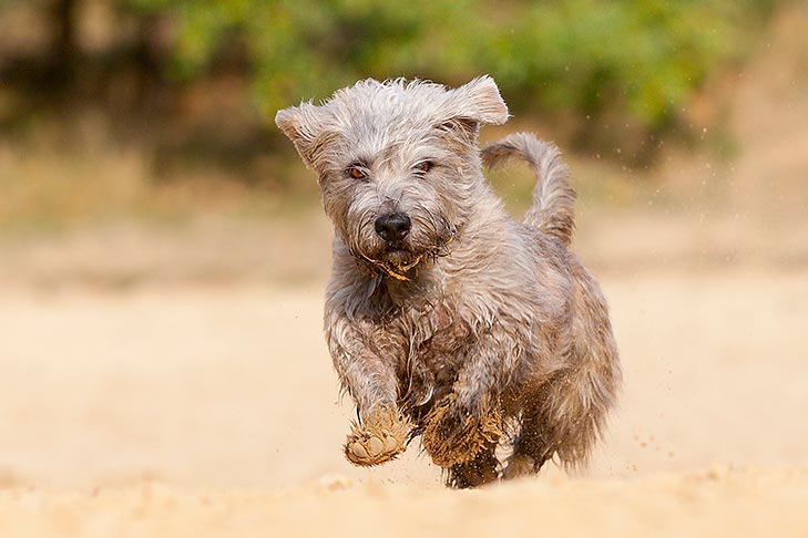 7 vitaminas que seu cão precisa para uma vida saudável – American Kennel Club