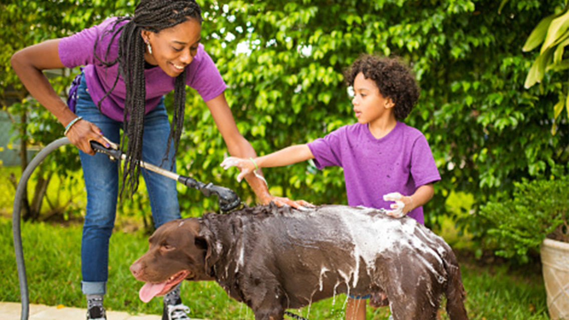 Dicas de cuidados de verão para manter os cães refrigerados