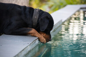 Cães que bebem água da piscina: os perigos do cloro