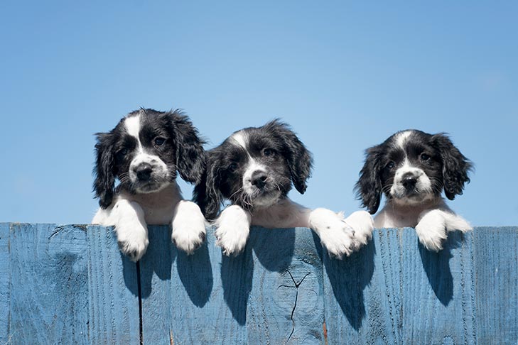 Conselhos de segurança para coronavírus COVID-19 para criadores de cães e compradores de filhotes