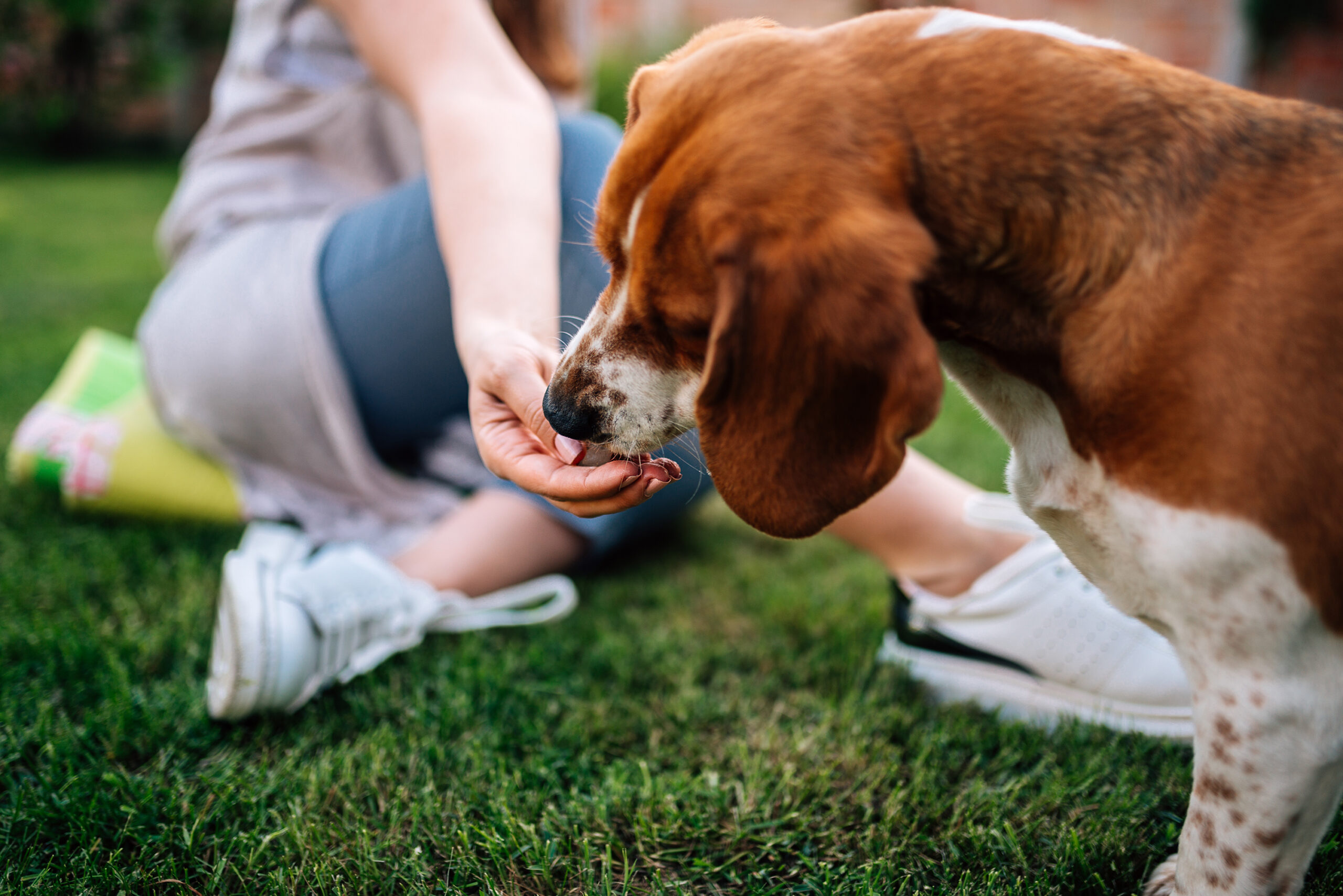 Como treinar seu cão para receber guloseimas com delicadeza – o blog do cão