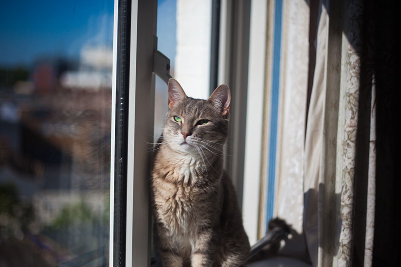 Até onde um gato pode cair e sobreviver?  Quão alto sem ferimentos?