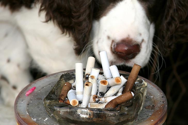 O que fazer se seu cachorro comesse uma bituca de cigarro