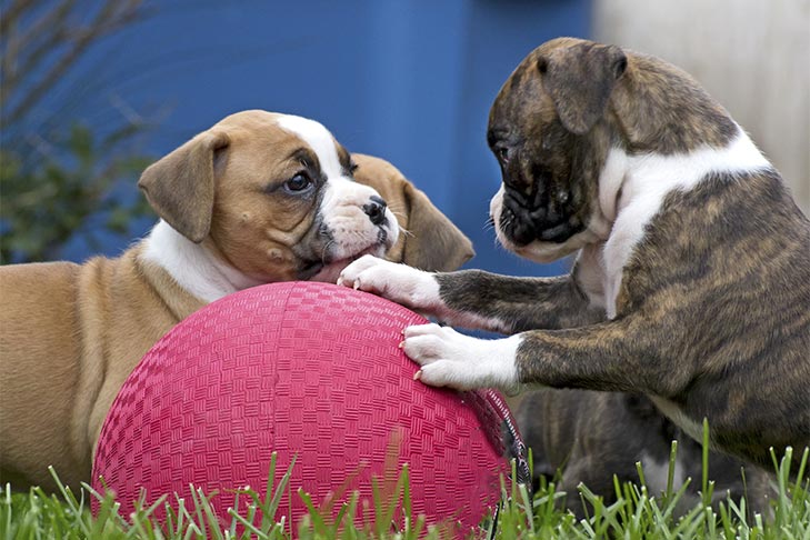 Criatividade e tempo crítico são a chave para a socialização do filhote de cachorro