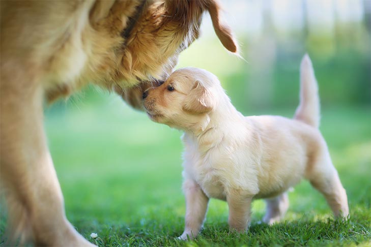 Apresentando novos cachorros para casas com cães idosos