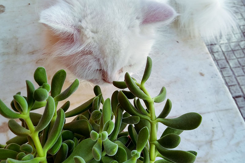 Proteção de planta de casa: plantadores, potes, prateleiras e mais à prova de gatos