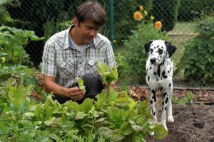 Como Plantar um Jardim Amigo do Cão – American Kennel Club