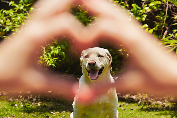 Cardiomiopatia dilatada relacionada à dieta em cães: o que saber sobre o DCM