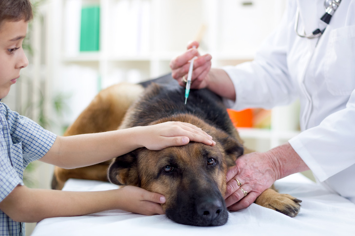 Como fazer visitas ao veterinário (quase) sem estresse para seu cão