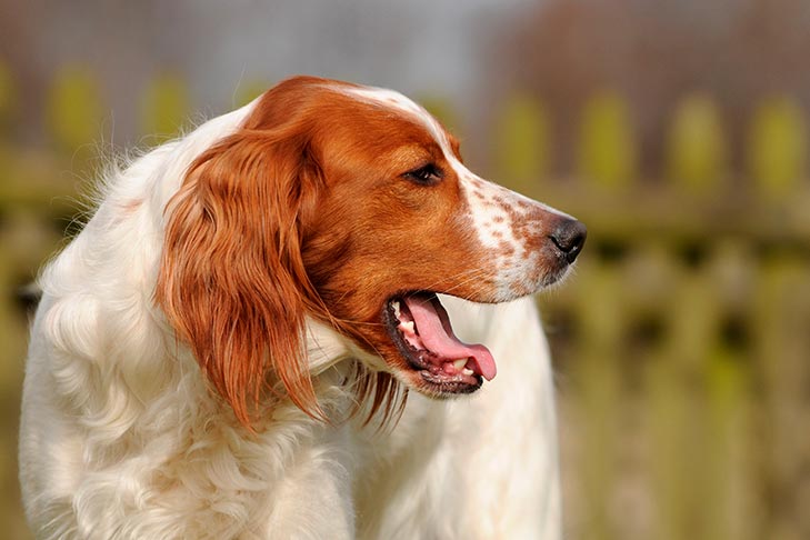 Tosse em cães: causas e opções de tratamento