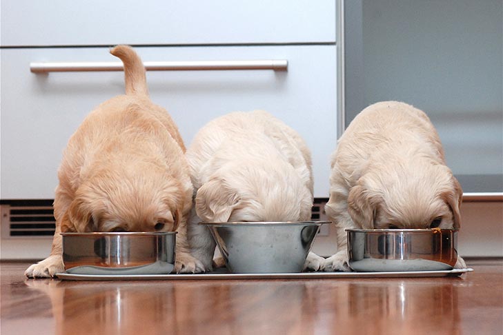 A nutrição adequada do filhote de cachorro nutre rápido crescimento e desenvolvimento