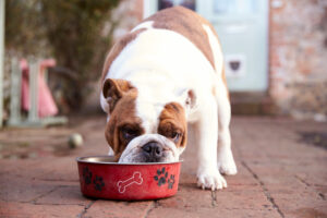 Como saber quando é a hora certa de trocar de comida de cachorro – The Dog Blog