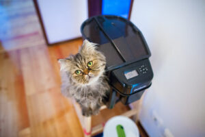 Comedouros para gatos à prova de cachorros: de tigelas de comida a móveis de estação de alimentação