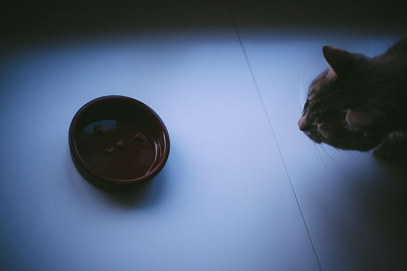 Tigelas para animais de estimação à prova de formigas: pratos de comida para cães e gatos, resistentes a formigas e grátis