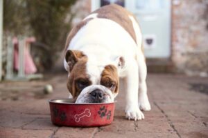 Erros comuns que os proprietários podem cometer quando se trata de comida para cachorro