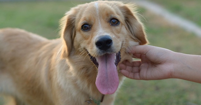 Dez curiosidades sobre Golden Retrievers – The Dog Blog