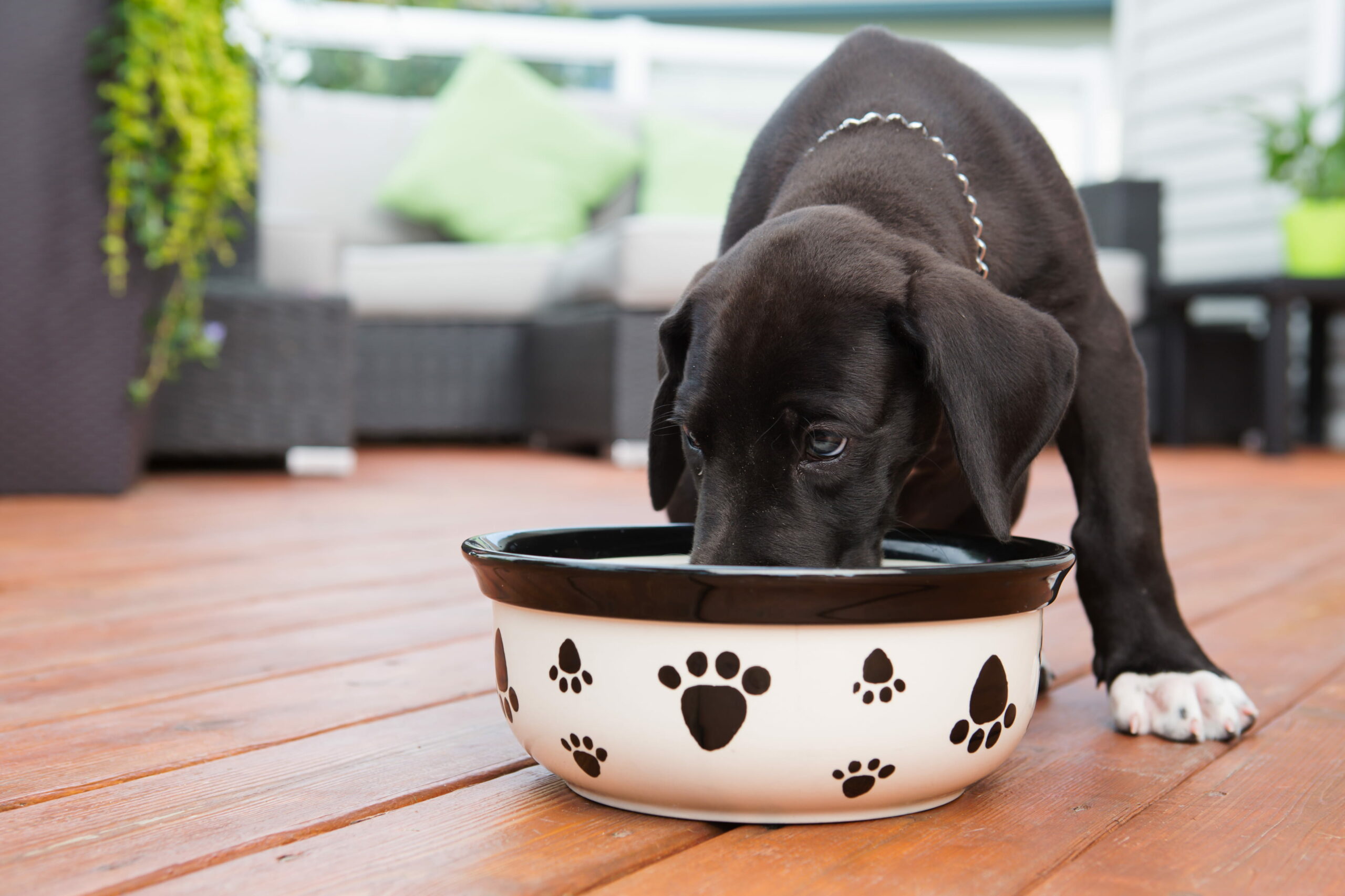 Comece com a pata certa com Super Premium Puppy Food – The Dog Blog