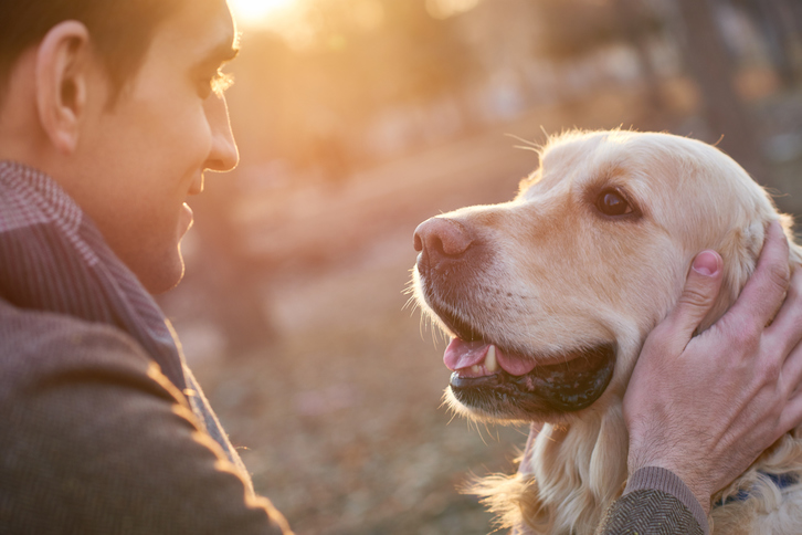 Domando a barriga: como os probióticos ajudam a saúde digestiva e a função imunológica do seu cão – O blog do cão