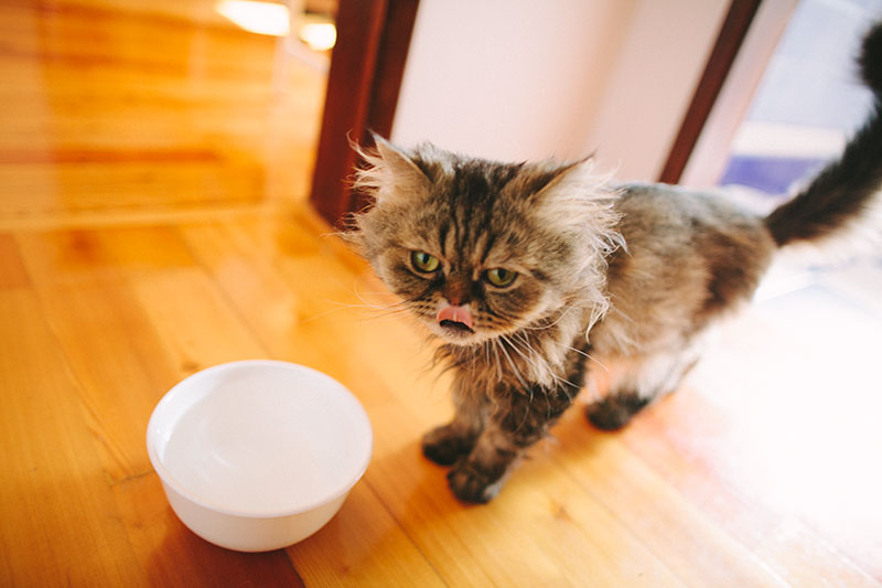 Fontes de água para gatos em cerâmica: água corrente fácil de limpar para animais de estimação