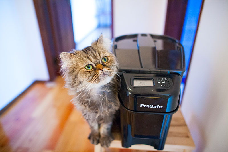 PetSafe Animal de estimação saudável Simply Feed Automatic Cat & Dog Feeder Review