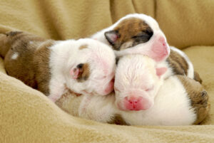 Raising Newborn Puppies – American Kennel Club